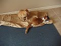 More of the cats, toys, and paper