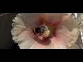 Hommel houdt stokroos bezet en wentelt zich in stuifmeel.