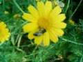 a bee sucking nectar from  a flower