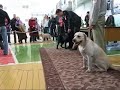 ЛАБРАДОР-РЕТРИВЕРЫ. Выставка «Жемчужина Сибири»