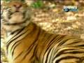 videos de Monkey Vs Tiger.MPG