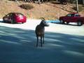 bighorn sheep.wmv