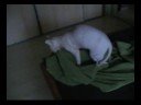 Sphynx - Secret lovers