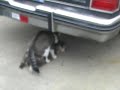 Kitty gets wrong hole!