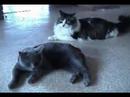 Cat Bodyguards Cat Bodyguards