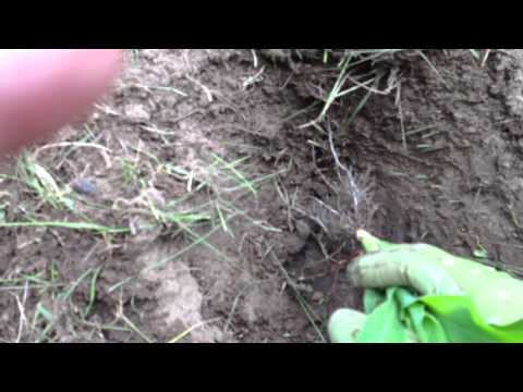 how to transplant corn