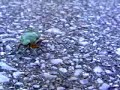 Bright Green Beetle crawling across the pavement near EDIS Building on Kadena, Okinawa, Japan
