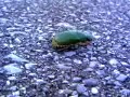 green_beetle_edis_drive.mov