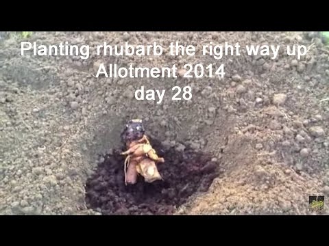 how to replant rhubarb plants