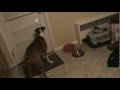 boxer + lasor pointer = lol