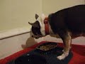 Chowhound: Elvis eats, part 1