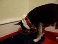 Chowhound: Elvis eats, part 1