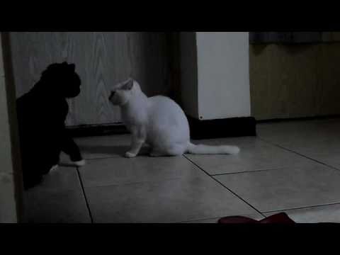 黑白笨貓的混戰Cat fight 果然是兩個女生在打架XD