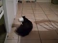 The Legend that is... Mini-Cat