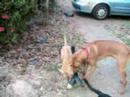 Cato and Jambo at Play
