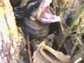 BICHO ESTRANHO