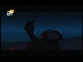 dança do pinguim