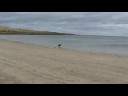 newton by the sea northumberland