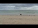 newton by the sea northumberland