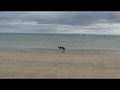 videos de newton by the sea northumberland