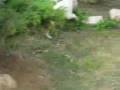 Bull Terrier Inglés video