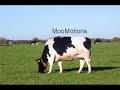 MooMotions - Opening Dumper for Future Videos MooMotions - Opening Dumper for Future Videos