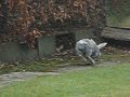 Rabbit on the loose. Slow Motion.