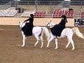 Ladies of the War Horse