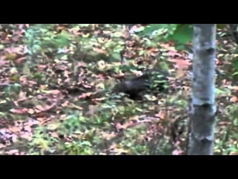 The Disgusting and Creepyass Fisher Cat