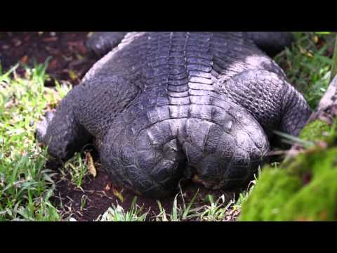YouTube reptile video