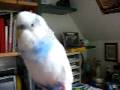 Bibib!!