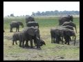 Chobe elephants
