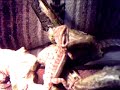Baby Beardie Eats Carrots