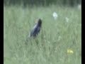bobolinks