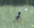 bobolinks
