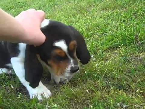 Tri-color Male Basset Hound Puppy