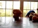 Search Video