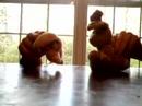 Search Video