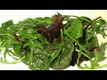 Video de Cocina - Tostada de jamón y tomate