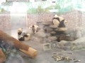 Enlace a Pandas más listos que el hambre