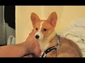Jai the Corgi - a smile to die for