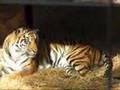 Sumatran tigers
