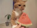 watermelon cat