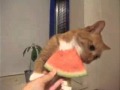 watermelon cat