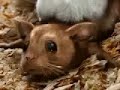 Mouse Mouse