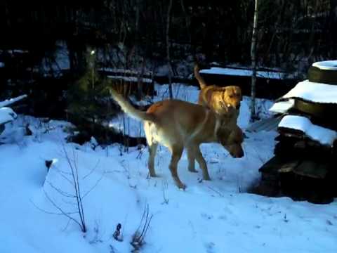yellow labs in snow