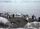 gentoo rookery 4 gentoo rookery 4