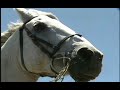 Paul Pena from the movie Genghis Blues,Good Horses