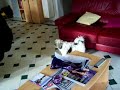 Un ours face � un chien