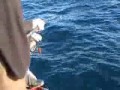Jigging 30kg Amberjack in France Jigging 30kg Amberjack in France